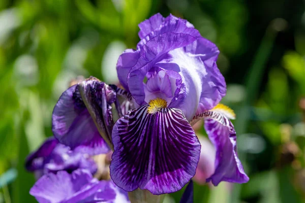 Nahaufnahme Einer Lila Irisblume Blüte — Stockfoto