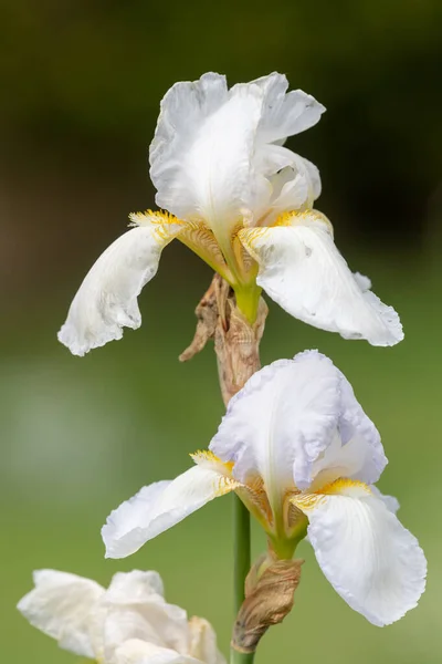 Çiçek Açmış Beyaz Iris Çiçeklerini Kapat — Stok fotoğraf