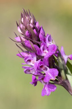 Bir güney bataklık orkidesinin (dactylorhiza praetermissa) makro çekimi çiçek açar