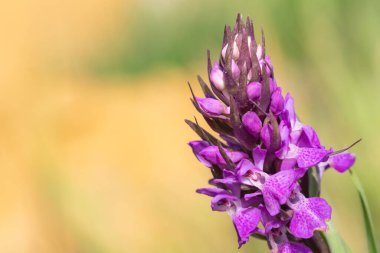 Bir güney bataklık orkidesinin (dactylorhiza praetermissa) makro çekimi çiçek açar