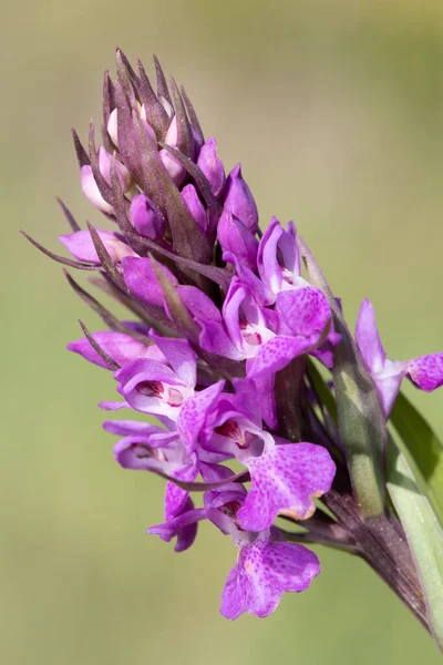 Macro Tiro Uma Orquídea Pântano Sul Dactylorhiza Praetermissa Flor Flor — Fotografia de Stock