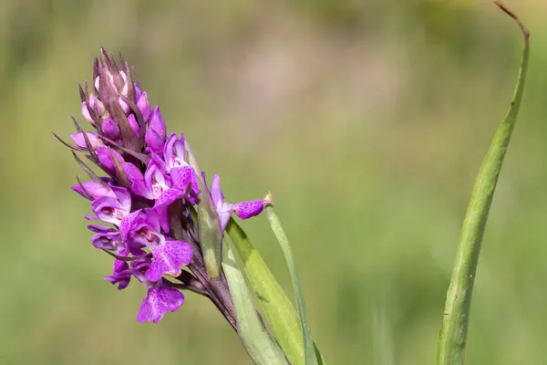 Makro Záběr Rozkvetlé Jižní Bažiny Orchidej Dactylorhiza Praetermissa — Stock fotografie