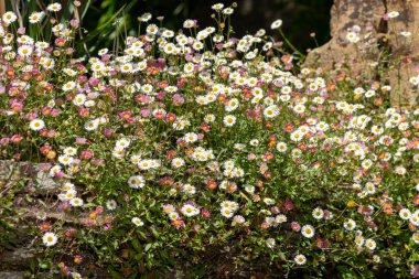 Duvarda büyüyen Meksika pireli çiçeklerine (erigeron karvinskianus) yakın çekim