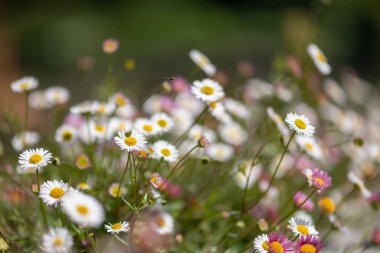 Çiçekler açan Meksika pireli çiçeklerine (erigeron karvinskianus) yakın çekim