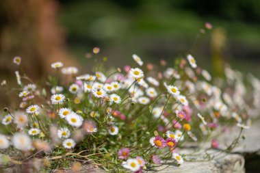 Duvarda büyüyen Meksika pireli çiçeklerine (erigeron karvinskianus) yakın çekim
