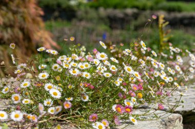 Duvarda büyüyen Meksika pireli çiçeklerine (erigeron karvinskianus) yakın çekim