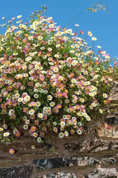 Крупный План Мексиканского Блохана Erigeron Karvinskianus Цветы Растущие Стене — стоковое фото