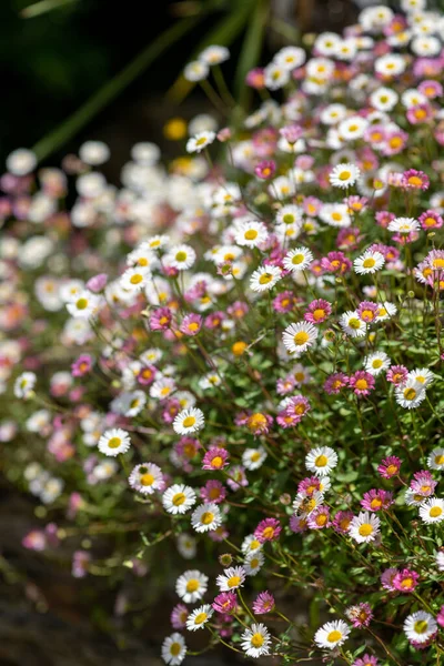 Zbliżenie Meksykańskich Pcheł Erigeron Karvinskianus Kwiaty Rozkwicie — Zdjęcie stockowe