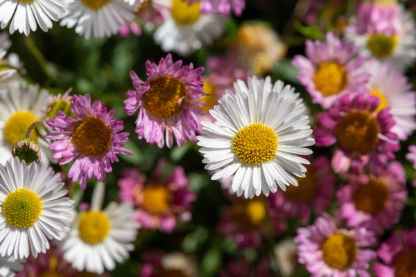 Close Mexican Fleabane Erigeron Karvinskianus Flowers Bloom — Stock Photo, Image