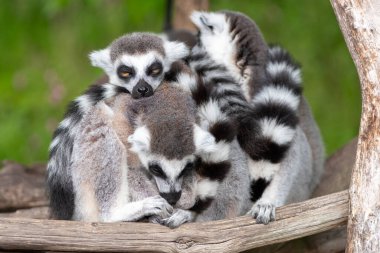 Bir grup halka kuyruklu lemurlar (lemur catta) bir araya toplandı