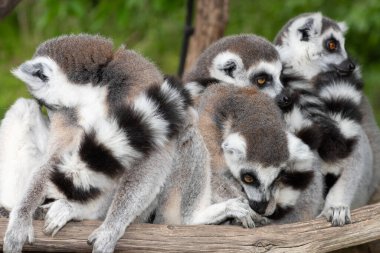 Bir grup halka kuyruklu lemurlar (lemur catta) bir araya toplandı