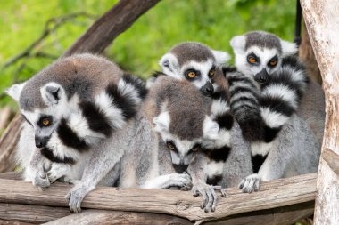 Bir grup halka kuyruklu lemurlar (lemur catta) bir araya toplandı