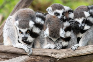 Bir grup halka kuyruklu lemurlar (lemur catta) bir araya toplandı