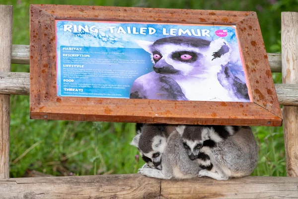 Portrait of two ring tailed lemurs (lemur catta) sheltering from the rain under a plaque about ring tailed lemurs