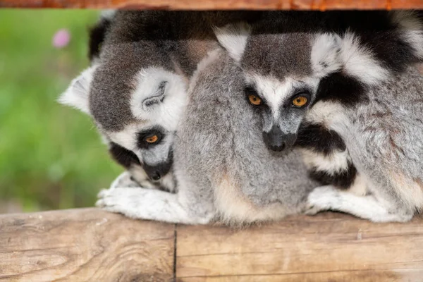 Par Lémures Cola Anillada Lemur Catta Acurrucados Juntos — Foto de Stock
