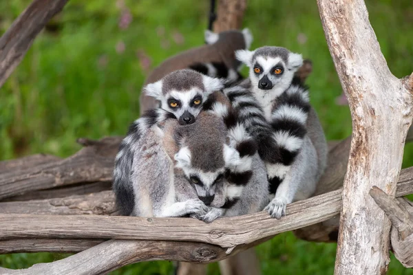 Grupo Lémures Cola Anillada Lemur Catta Acurrucados Juntos — Foto de Stock