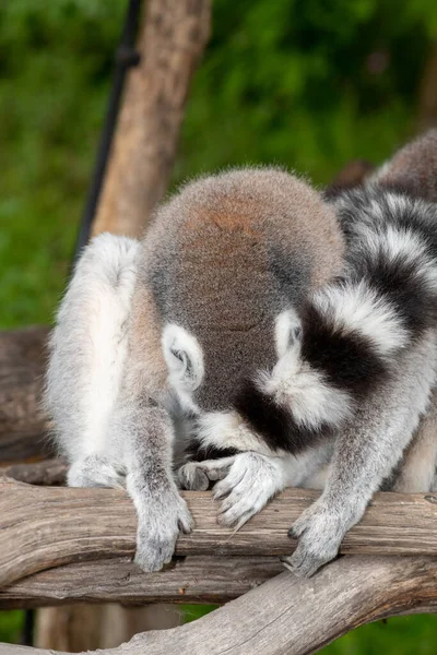 Großaufnahme Eines Ringschwanzmaki Lemurenkatze Der Sich Reinigt — Stockfoto