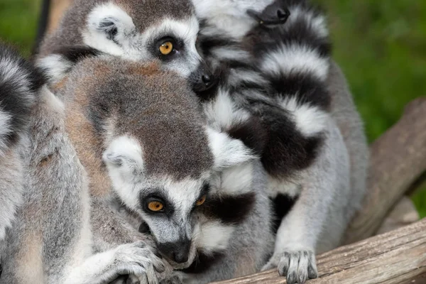 Grupo Lémures Cola Anillada Lemur Catta Acurrucados Juntos — Foto de Stock