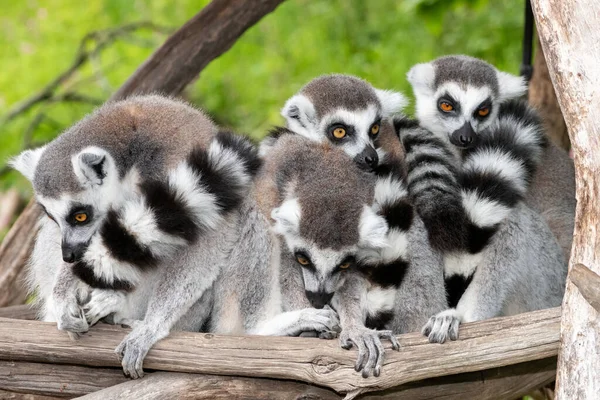 Grupo Lémures Cola Anillada Lemur Catta Acurrucados Juntos — Foto de Stock
