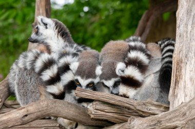 Bir grup halka kuyruklu lemurlar (lemur catta) bir araya toplandı