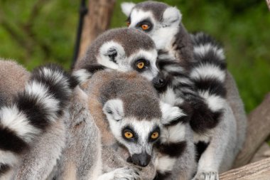 Bir grup halka kuyruklu lemurlar (lemur catta) bir araya toplandı