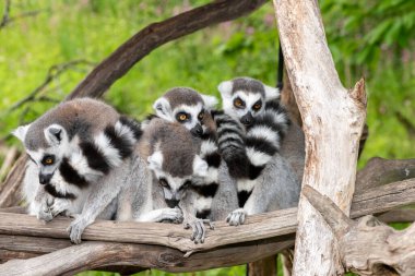 Bir grup halka kuyruklu lemurlar (lemur catta) bir araya toplandı