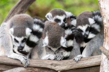 Bir grup halka kuyruklu lemurlar (lemur catta) bir araya toplandı