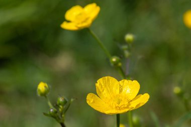 Çiçekler açtığında sürünen çiçeğe (ranunculus tövbe eder) yaklaş