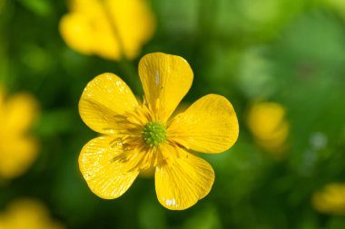 Çiçek açan bir çiçeğin makro çekimi (ranunculus tövbe eder)