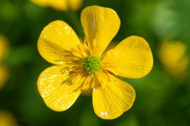 Çiçek açan bir çiçeğin makro çekimi (ranunculus tövbe eder)