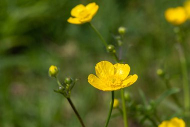 Çiçekler açtığında sürünen çiçeğe (ranunculus tövbe eder) yaklaş