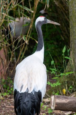 Hayvanat bahçesinde kırmızı taçlı bir vinç portresi (grus japonensis)