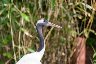 Hayvanat bahçesinde kırmızı taçlı bir vinç portresi (grus japonensis)