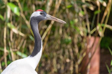 Hayvanat bahçesinde kırmızı taçlı bir vinç portresi (grus japonensis)