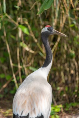 Hayvanat bahçesinde kırmızı taçlı bir vinç portresi (grus japonensis)