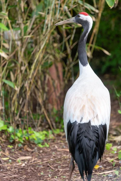 Portret Czerwonego Żurawia Grus Japonensis Zoo — Zdjęcie stockowe