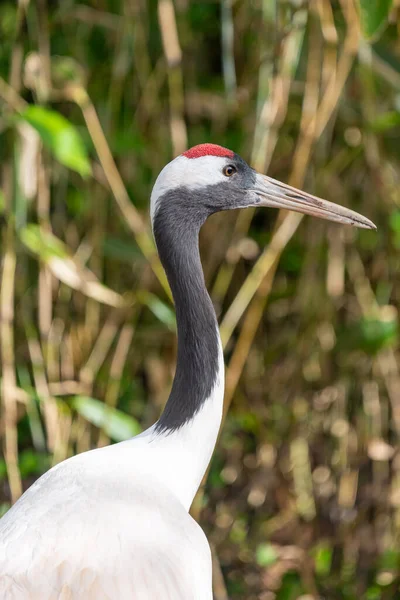Portrait Red Crowned Crane Grus Japonensis Zoo — Stock Photo, Image