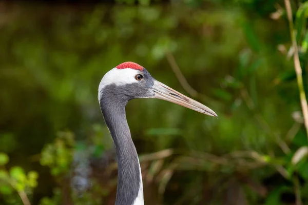 Zdjęcie Głowy Czerwonego Żurawia Koronowanego Grus Japonensis Zoo — Zdjęcie stockowe