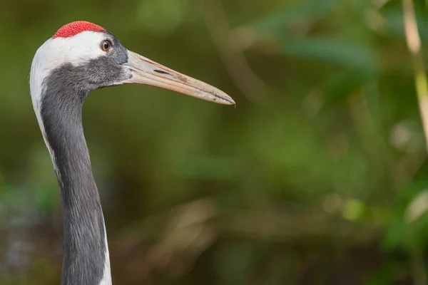 Head Shot Red Crowned Crane Grus Japonensis Zoo — Stock Photo, Image