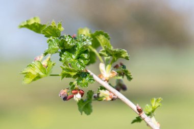 Bir Avrupa Bektaşi üzümü (ribes uva-crispa) üzerinde çiçek yakın