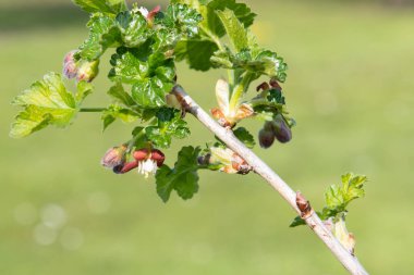 Bir Avrupa Bektaşi üzümü (ribes uva-crispa) üzerinde çiçek yakın