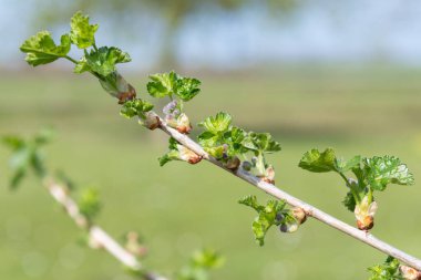 Avrupa bektaşi üzümünün (ribes uva-crispa) kapanışı çiçek açmaya başlar