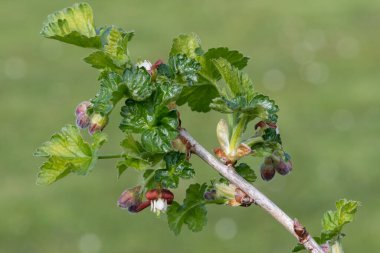 Bir Avrupa Bektaşi üzümü (ribes uva-crispa) üzerinde çiçek yakın