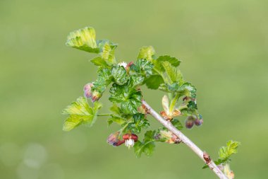 Bir Avrupa Bektaşi üzümü (ribes uva-crispa) üzerinde çiçek yakın