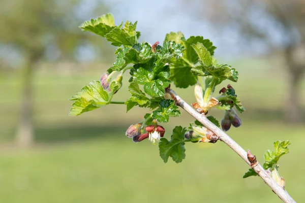 Gros Plan Sur Une Groseille Maquereau Européenne Ribes Uva Crispa — Photo