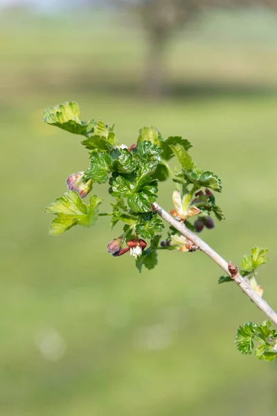 Nahaufnahme Der Blüte Einem Europäischen Stachelbeerstrauch Ribes Uva Crispa — Stockfoto