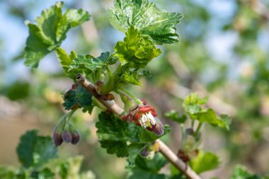 Bir Avrupa Bektaşi üzümü (ribes uva-crispa) üzerinde çiçek yakın