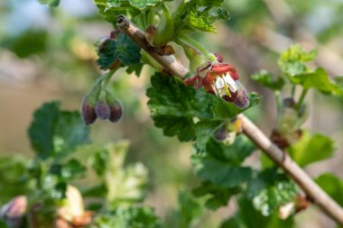 Bir Avrupa Bektaşi üzümü (ribes uva-crispa) üzerinde çiçek yakın