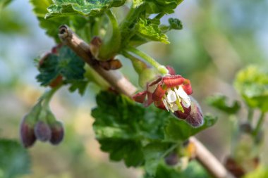Bir Avrupa Bektaşi üzümü (ribes uva-crispa) üzerinde çiçek yakın