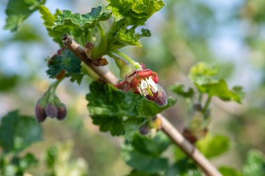 Bir Avrupa Bektaşi üzümü (ribes uva-crispa) üzerinde çiçek yakın